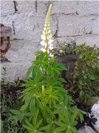 e2582930-2016-05-06 17.18.57.jpg